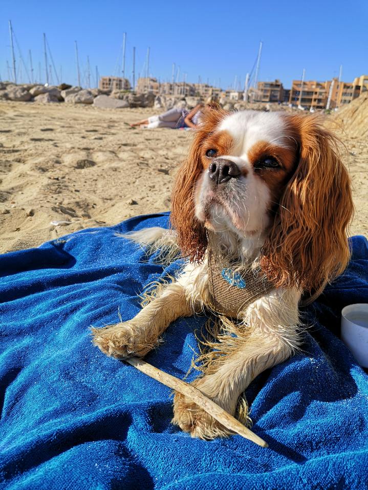 Cavalier king charles